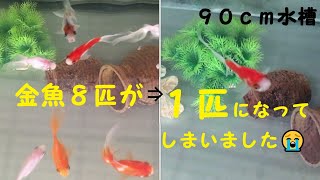 金魚８匹が１匹に。９０ｃｍ水槽から４０ｃｍ水槽に移動／Eight goldfish have become one.