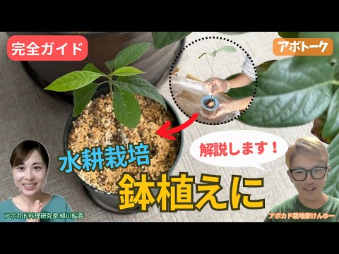 Complete Guide] A detailed explanation of how to transplant