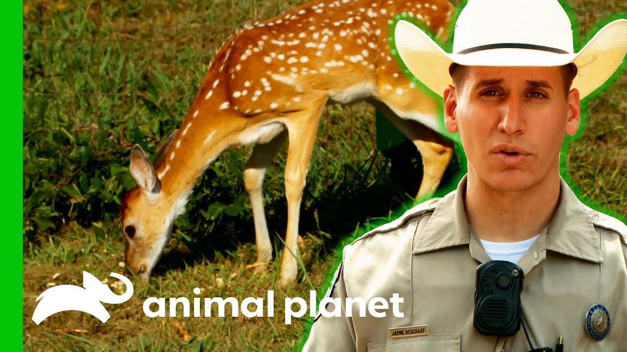 Game Warden Tries To Find A Missing Injured Deer | Lone Star Law