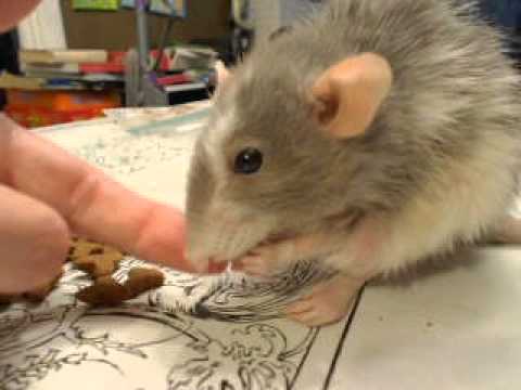 Bebe A Very Old Rat Enjoying Her Food Youtube