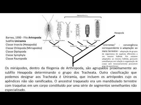 Vídeo: Diferença Entre Chilopoda E Diplopoda