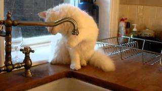 Herbie's Tap.AVI