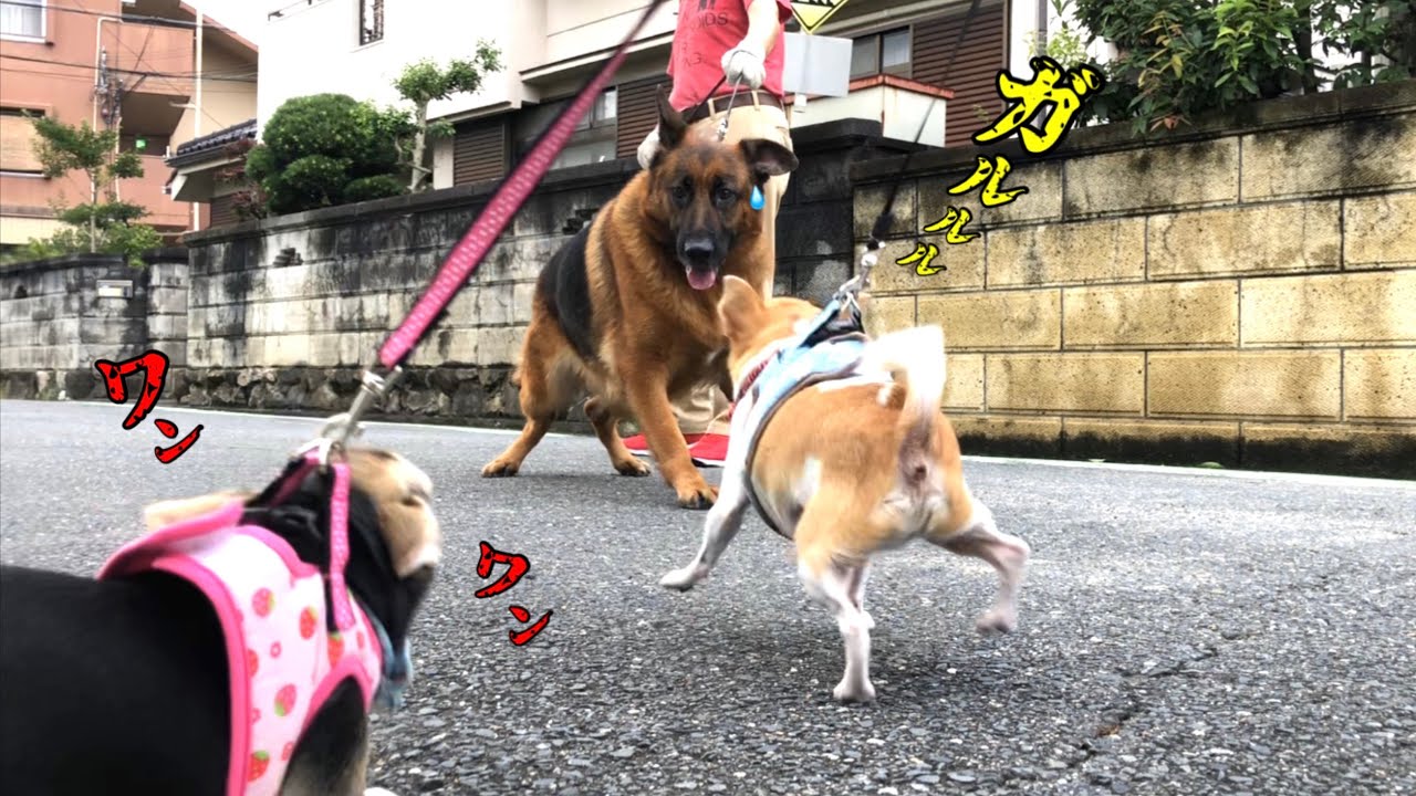 落下事故後1週間が経ちお散歩へ 犬が苦手で怖がりのチワワが日本に来て性格が激変してしまいました 癒しの犬動画