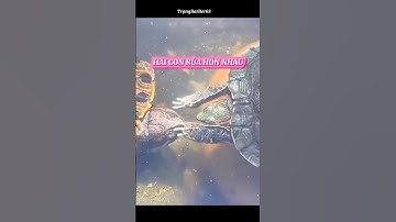 ĐỘC LẠ CỦA HAI CON RÙA CÓ MÀNG DỄ THƯƠNG