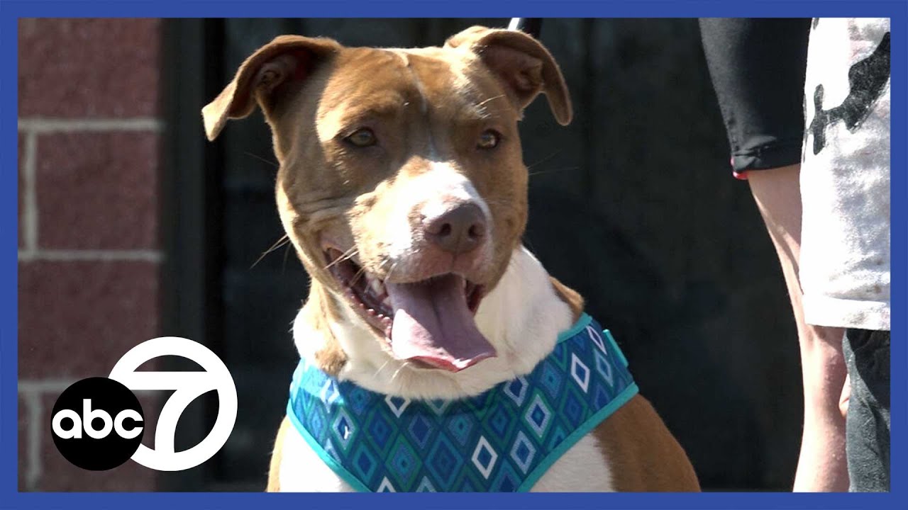 Dog finally gets adopted after months, thanks to viral post - YouTube