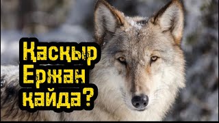 Қасқыр Ержан аңды қақпанмен ғана аулайды.