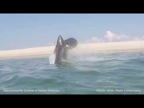 Jumping Seal Evades White Shark Attack
