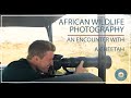 African Wildlife Photography: An Encounter with a Cheetah