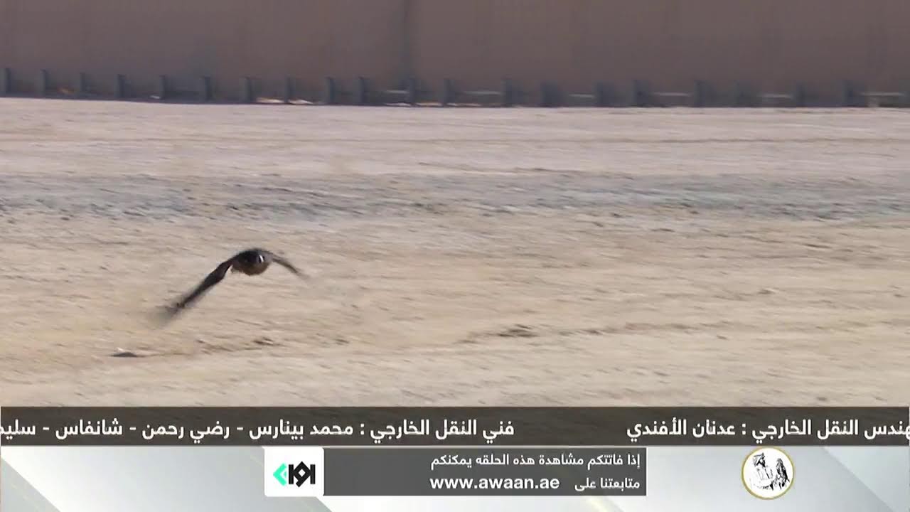 كاس  محمد بن راشد لسباقات الصقور - 2022-2023 -  أشواط النخبة