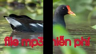 Download Lagu Tổng hợp tiếng Trích ré, Dẽ Giun, Sâm Cầm, Chằng Nghịch, Cúm Núm MP3