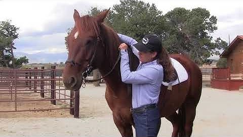 Myler 3-Ring Combination Bit: Working a New Bit Over Your Horse