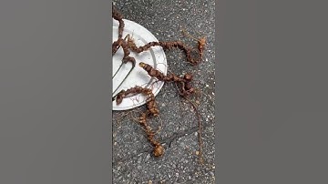 #sâm_ngọc_linh_rừng 7 củ/1,2kg sâm rừng tự nhiên cành 265tr  #sâm_ngọc_linh_rừng #sâm_ngọc_linh_rừng