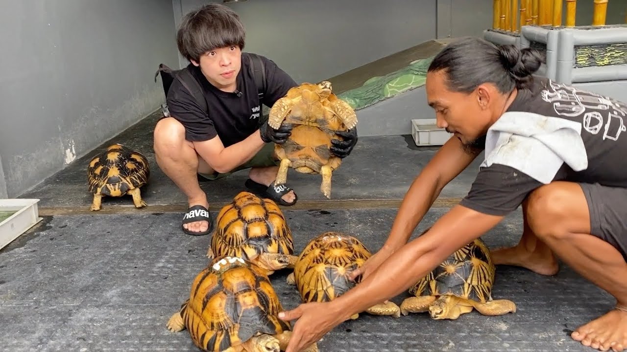 インドネシアでも超有名な【リクガメ繁殖場】がヤバすぎて...圧巻でした！！