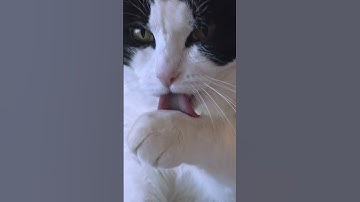 How to Train Your Cat to Use a Scratching Post..