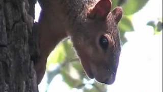 Eastern Gray Squirrel 2