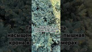 Глаука Глобоза в размерах от с2 до с10