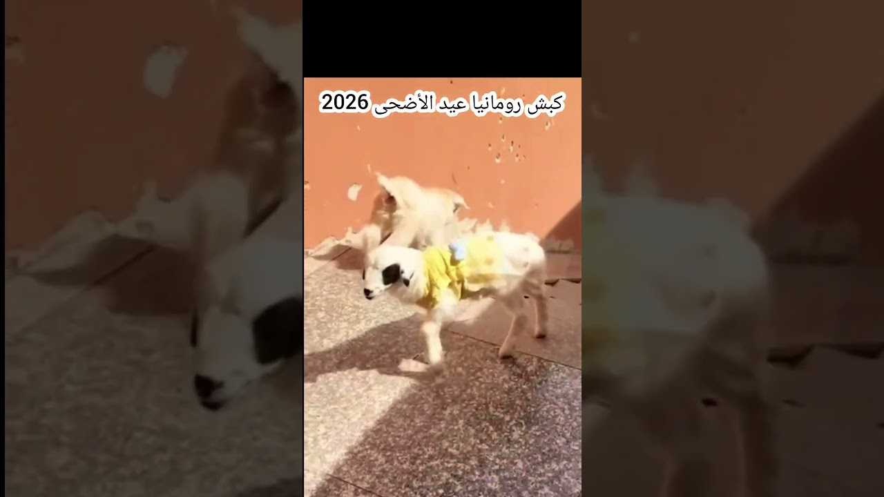 كبش رومانيا عيد الأضحى 2026