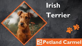 Tail Wagging Wonders: Irish Terrier Breed