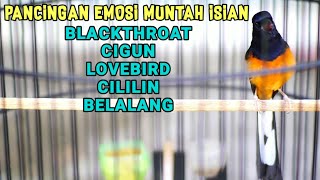 Download lagu Pancingan Gacor Bongkar Isian murai batu EMOSI Muntah Isian Cigun,Blackthroat,Cililin,lb,Belalang