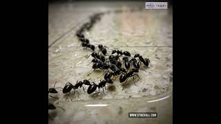 SPILLS ATTRACT ANTS #strickallpestcontrol #pestcontrol #commercialpestcontrol #pestmanagement