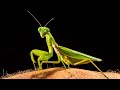 Insect Orders and Characteristics