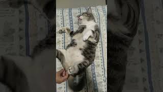 หงายพงหงายไส