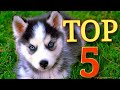 اجمل 5 انواع كلاب في العالم | The most beautiful 5 dogs around the world