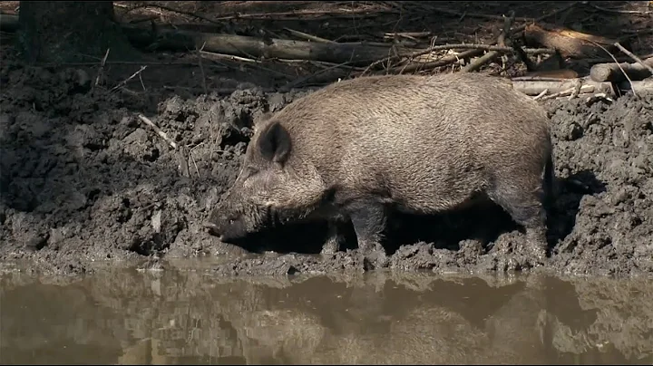 Feral Hog Eradication Work Continues