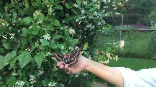 Cecropia Silk Moth on Jasmine In slow motion