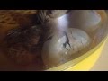 How We Saved The Chick In The Cracked Egg