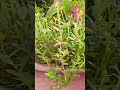 Wownature#homegarden #housewifelife#morning#nature #shortsviral#garden#healing #gardening