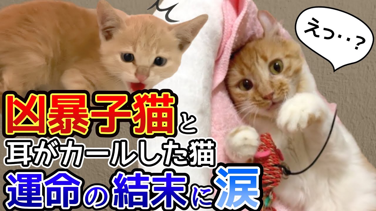 【総集編】凶暴子猫と耳がカールした猫を会わせたら…運命の結末に涙 〜1年半の全記録