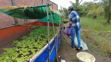 Giao Ốc Bươu Đen Giống Lần 2 Ở Châu Thành Long An - Trại Ốc Văn Hải