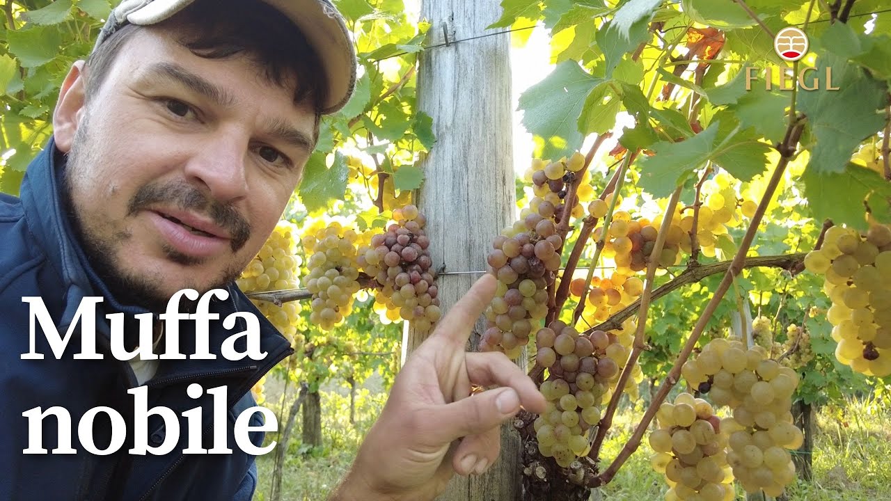 Vendemmia manuale della Ribolla Gialla 