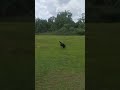 Boomer the black lab 🐕🖤 #boomertheblacklab #happydog #doglove #dogs #fyp #shorts