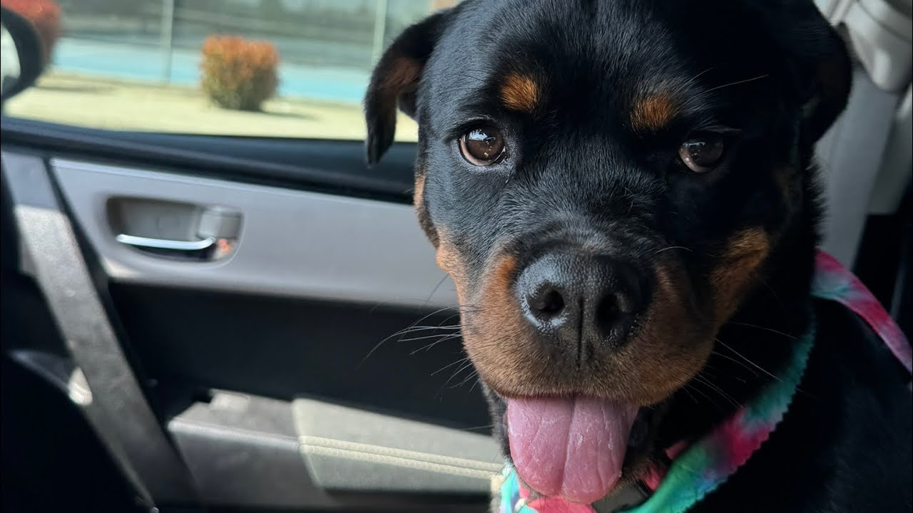 BASIC TIPS FOR NEW DOG OWNERS - YouTube