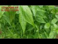 Công Dụng của Cây Xương Khỉ