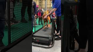 Crufts Show 2022