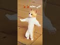 القطه الراقصه انتي معلمه القطه الراقصه انتي معلمه