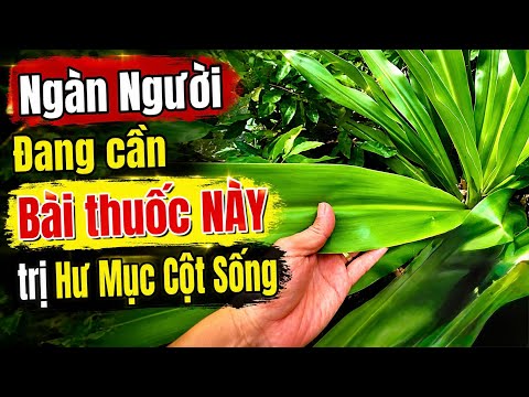 Trị Hư Mục Cột Sống. PHAN HẢI Channel 