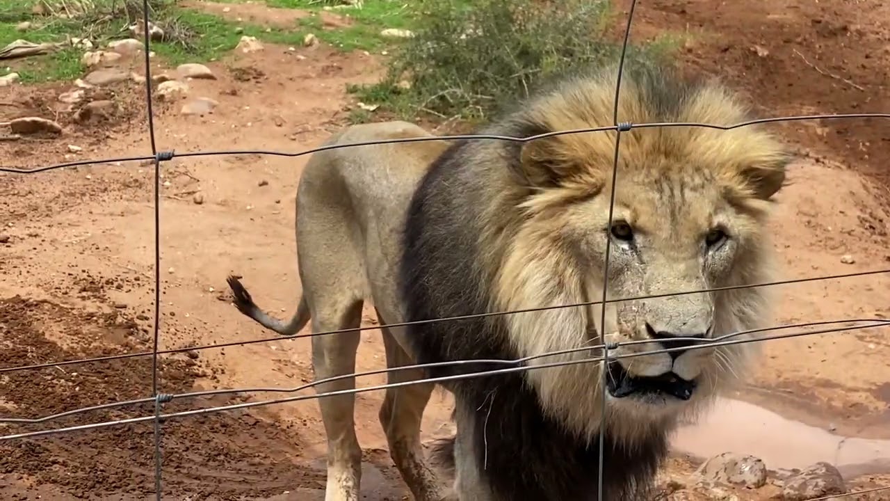 The Lion’s Vibration