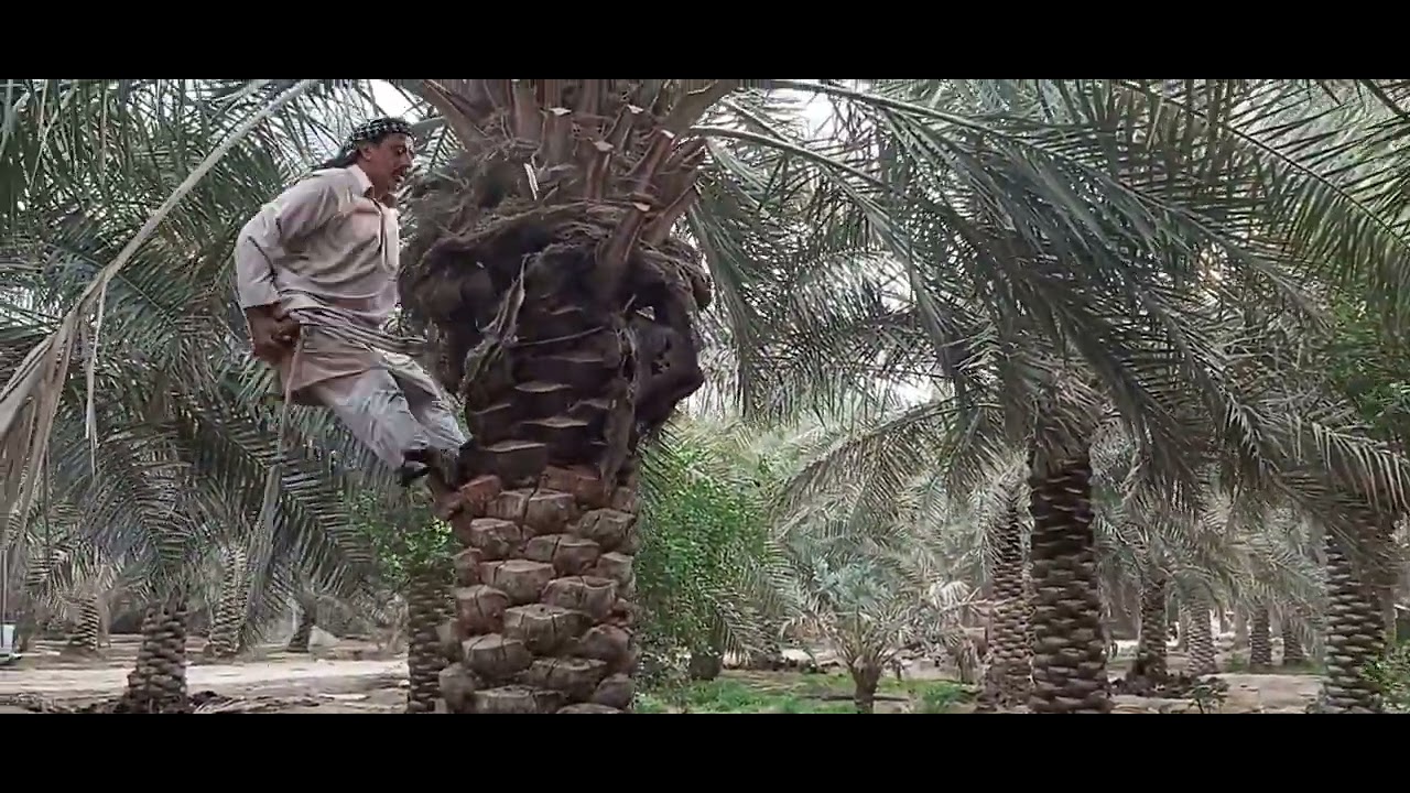 ابداع الحساوي في تكريب النخل