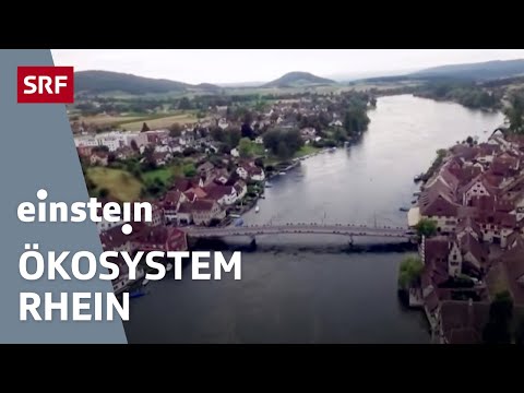 Video: Richtung Der Menschlichen Flüsse