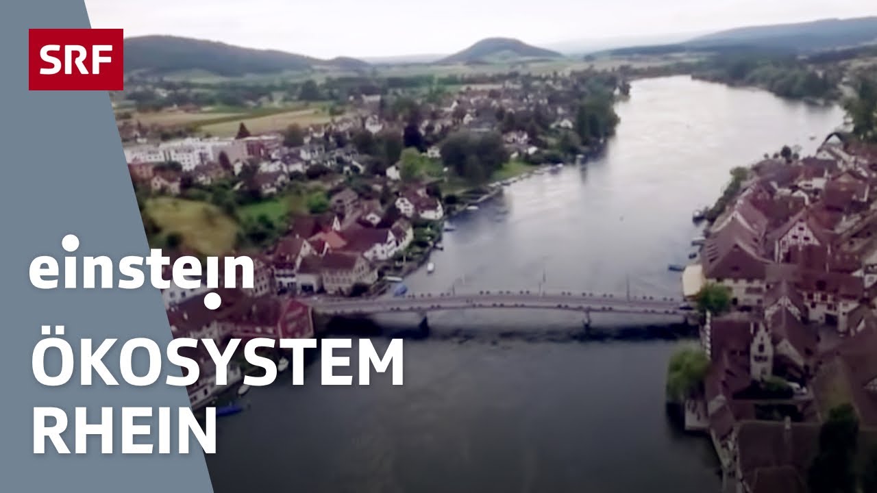 Mikroplastik, Fischbestand, Wasserqualität – Wie gehts eigentlich dem Rhein? | Einstein | SRF Wissen