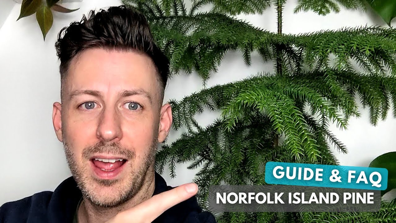 Norfolk Island Pine Care Guide and Growing Tips YouTube