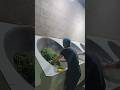 Traditional Tea Roasting Process #shorts