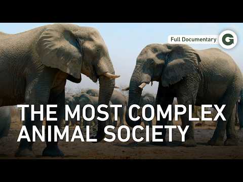 Gentle Giants of Africa: The Matriarch That Keeps Herds Alive | Full Documentary