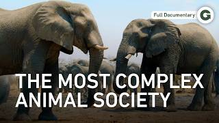 Gentle Giants of Africa: The Matriarch That Keeps Herds Alive | Full Documentary