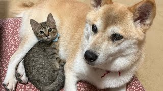 I rescued two abandoned kittens // cat_4k_hd