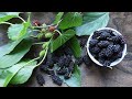 Mulberry tea healthy benefits //how to make the tea